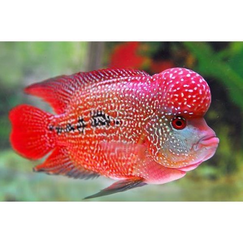 Hump Head Flowerhorn 4.5”-5”