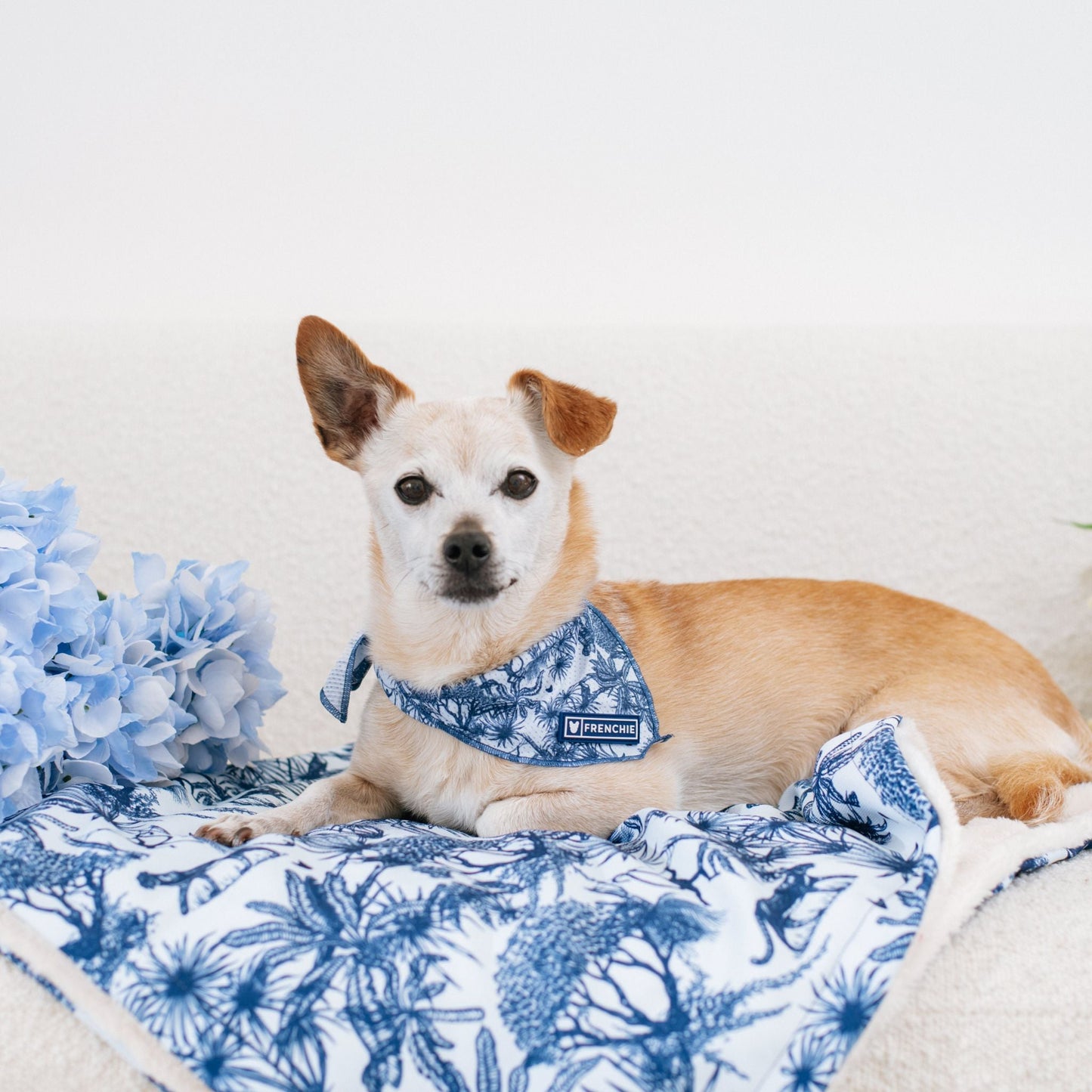 Frenchie Cooling Bandana - Toile (Blue)
