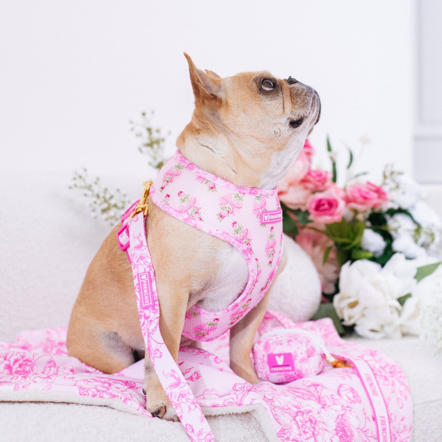 Frenchie Comfort Leash - Toile (Pink)