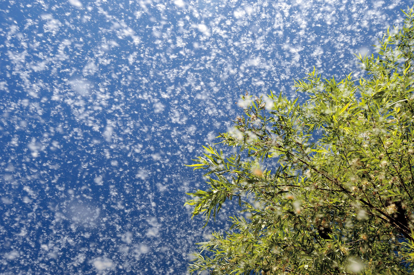 Connecting with Nature: Portraits and Essays on Nature and Man