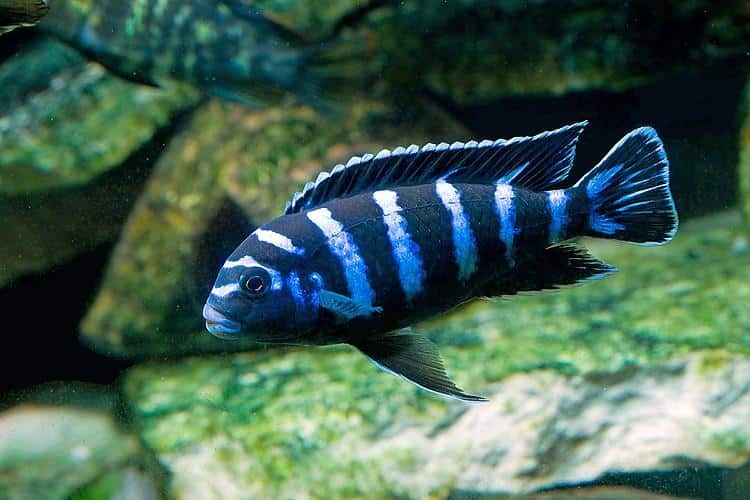 Chindongo demasoni  Demasoni Cichlid