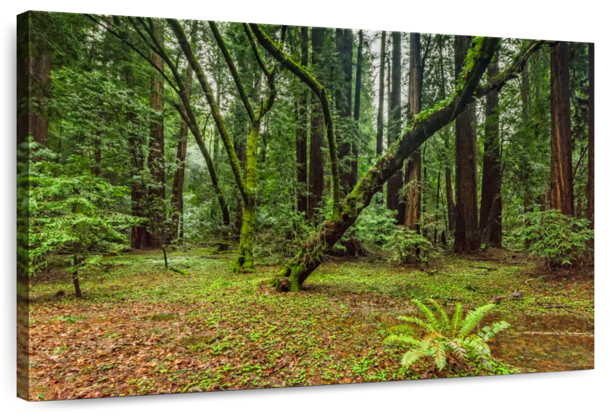 Muir Woods Forest Wall Art