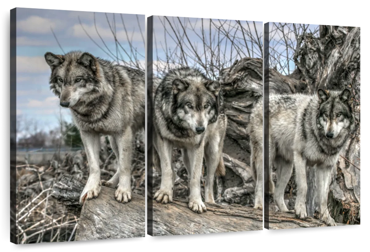 Forest Wolf Pack Wall Art