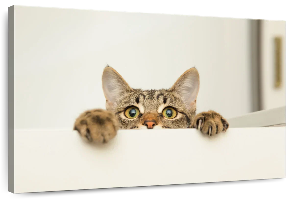 Peeking Young Cat Wall Art