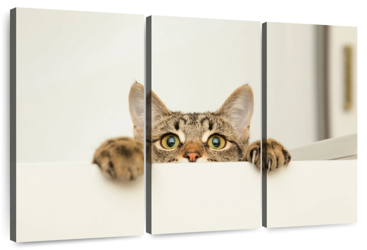 Peeking Young Cat Wall Art