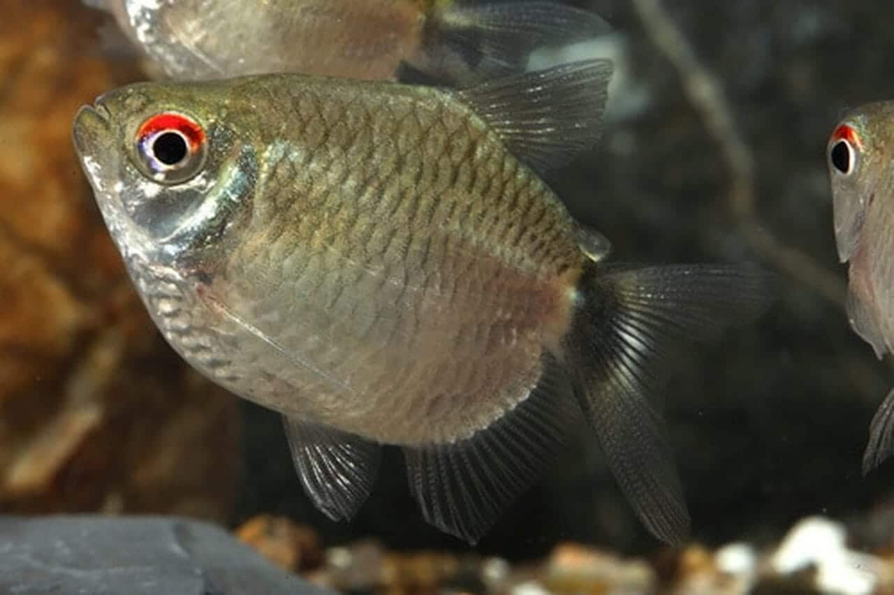 Balloon Red Eye Tetra PACK OF 6