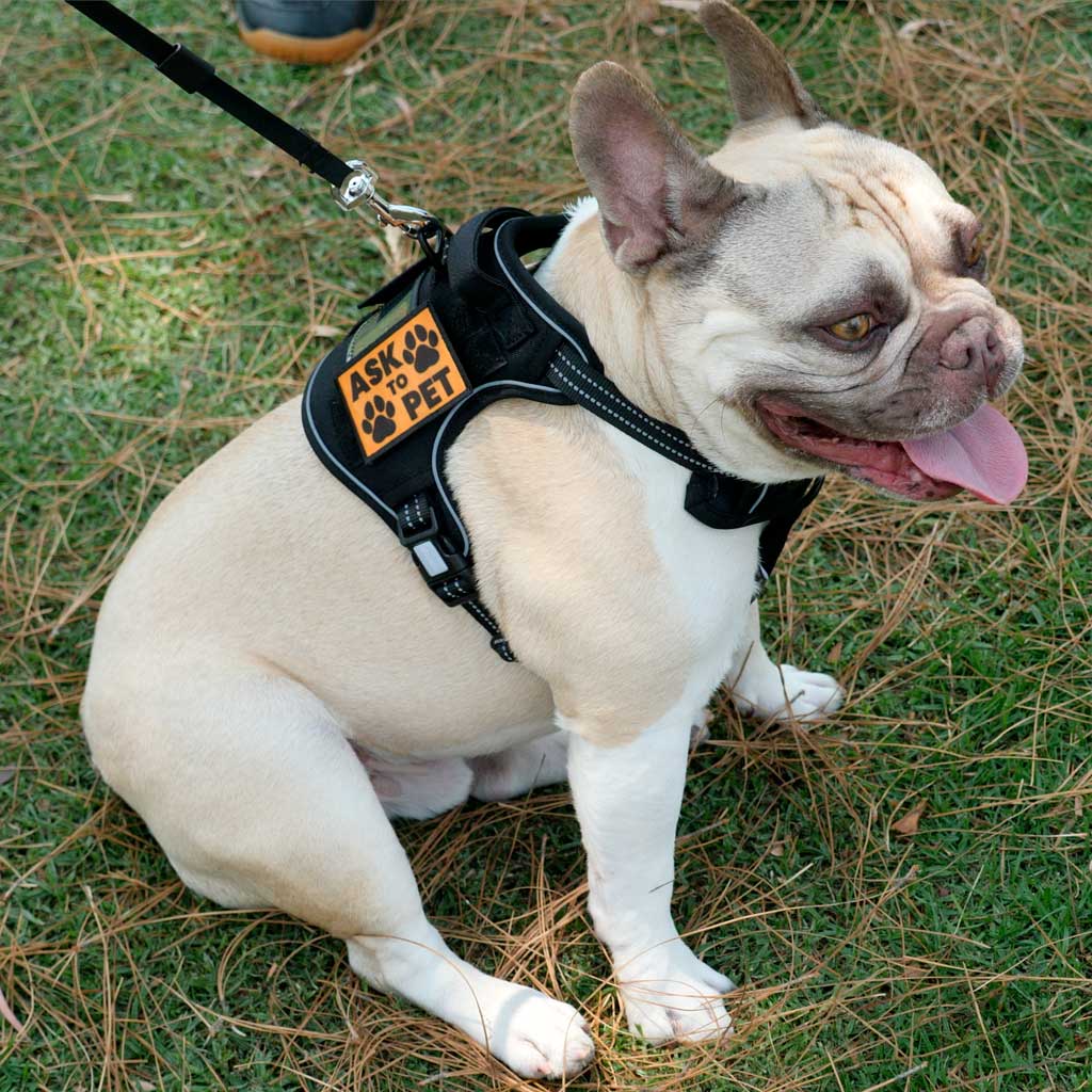 Ask To Pet - Orange - Removable Patch