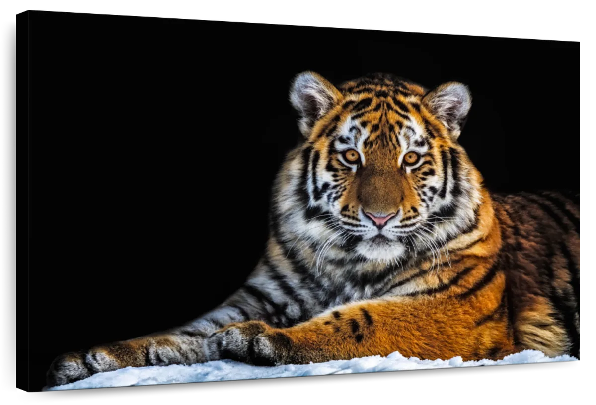 Tiger Snapshot Wall Art
