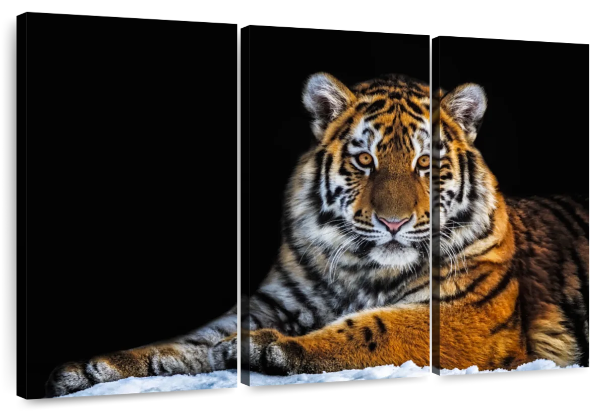 Tiger Snapshot Wall Art