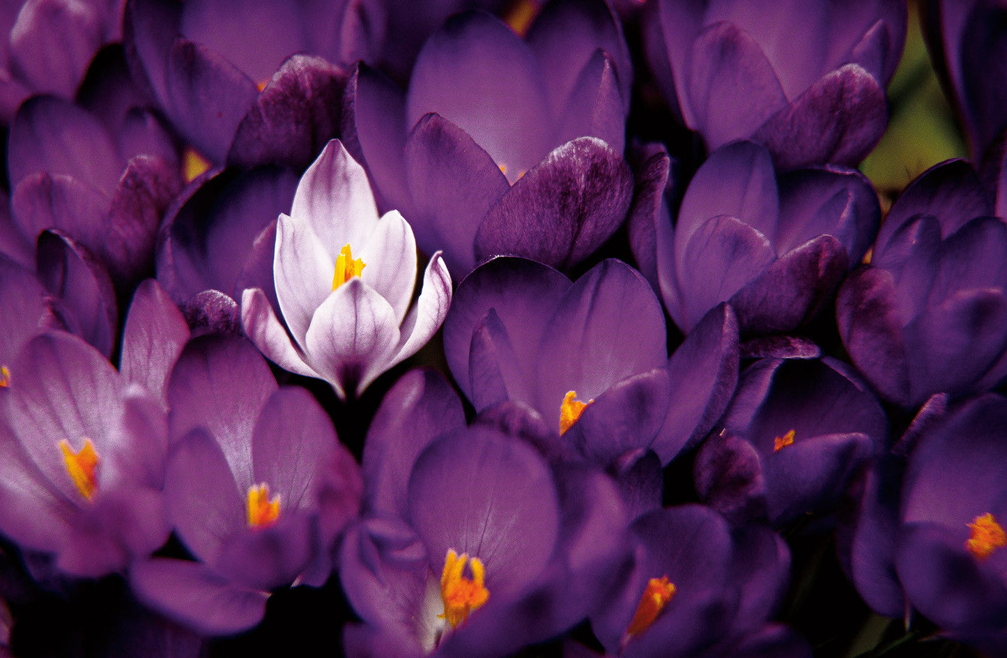 Capture Greater Lehigh Valley: The Best of the Lehigh Valley in Photography