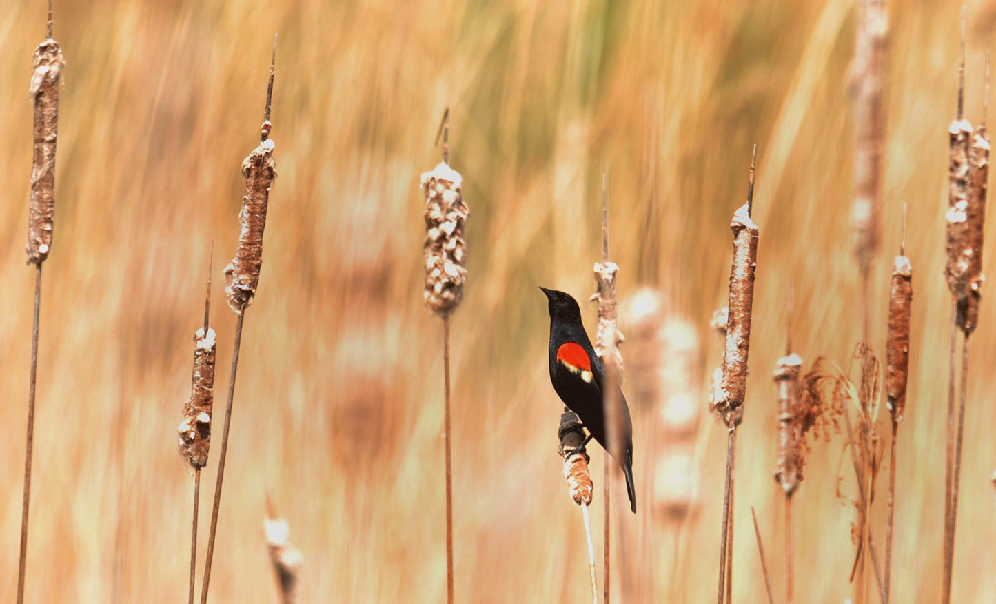 Reflections of: Presque Isle: A Visual Journey