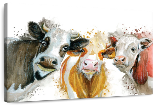 Livestock Cows Splash Wall Art