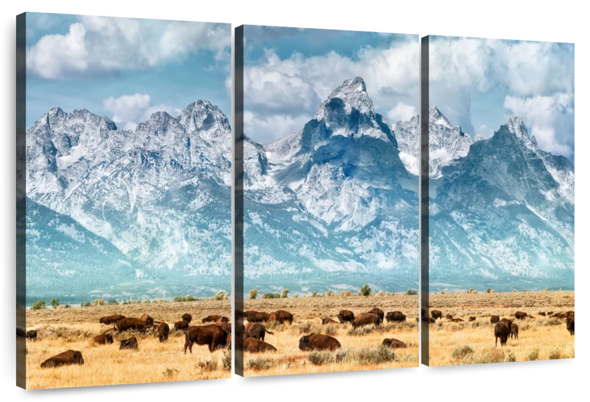 Bison Herd In Grand Teton Wall Art