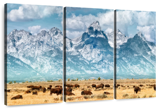 Bison Herd In Grand Teton Wall Art