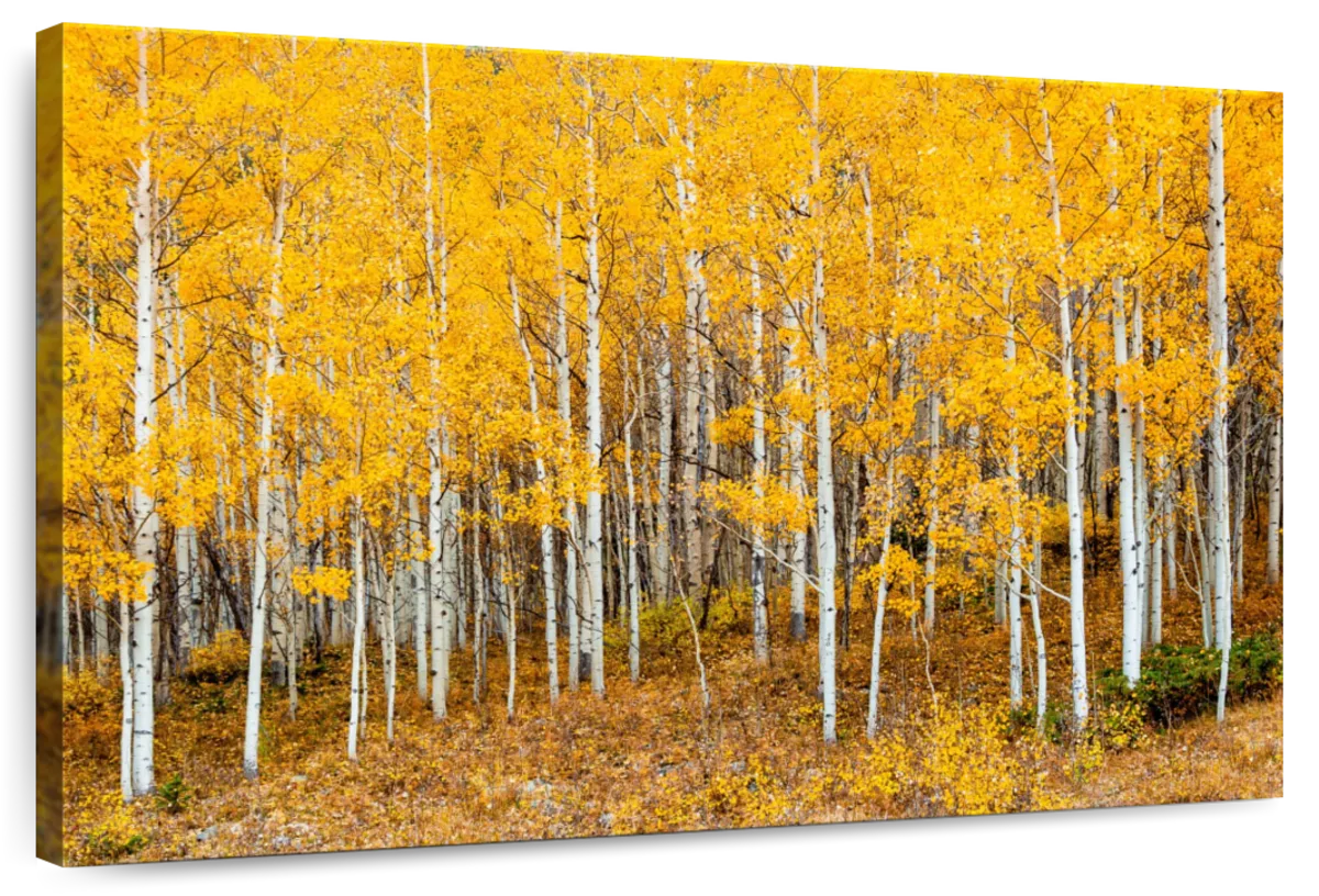 Colorado Aspen Forest Wall Art