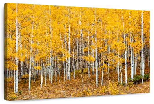 Colorado Aspen Forest Wall Art