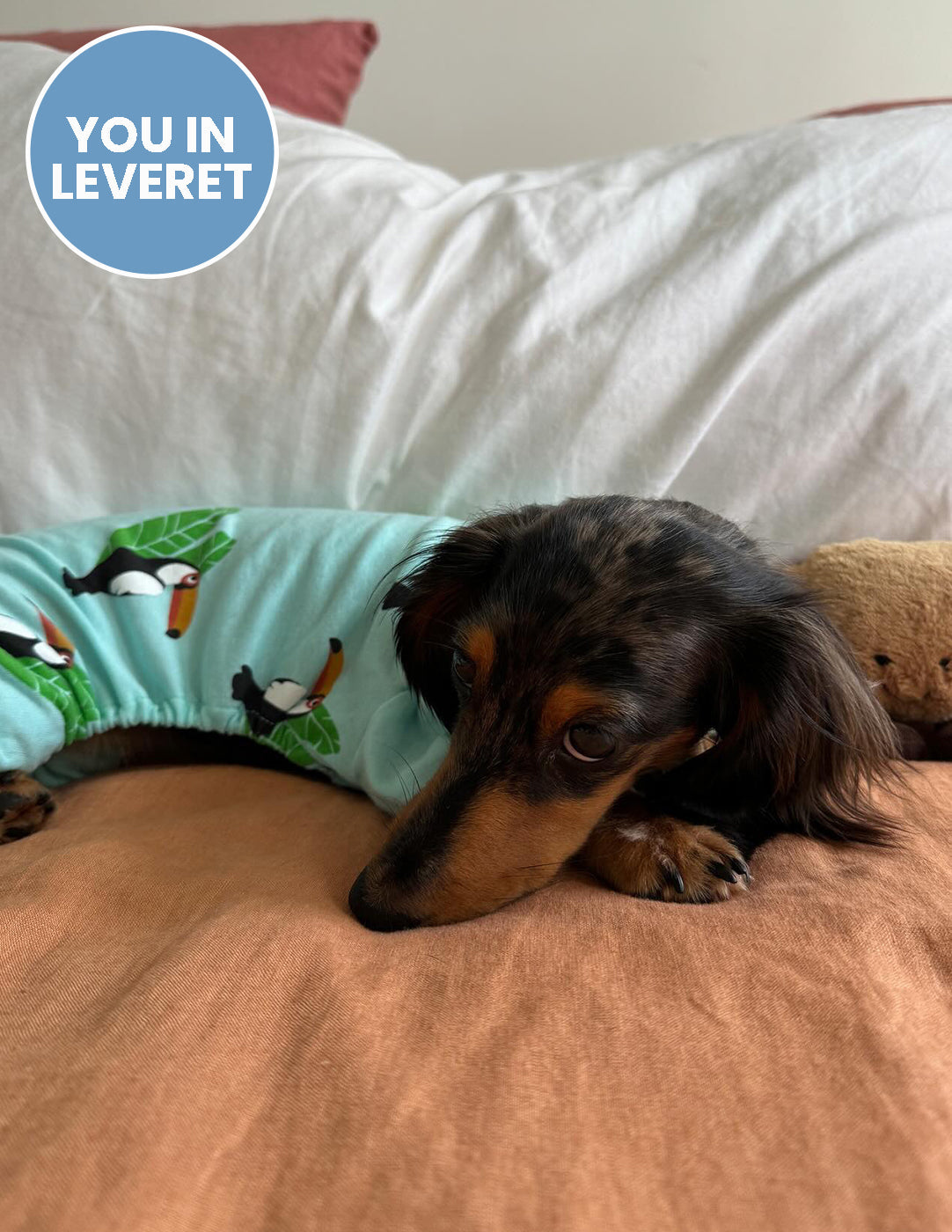 Dog Print Pajamas
