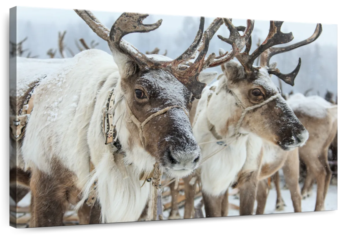 Snow Reindeer Wall Art