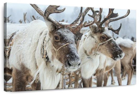 Snow Reindeer Wall Art