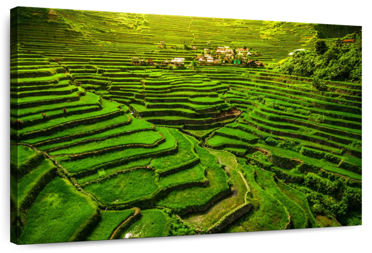 Historic Ifugao Rice Terraces Wall Art