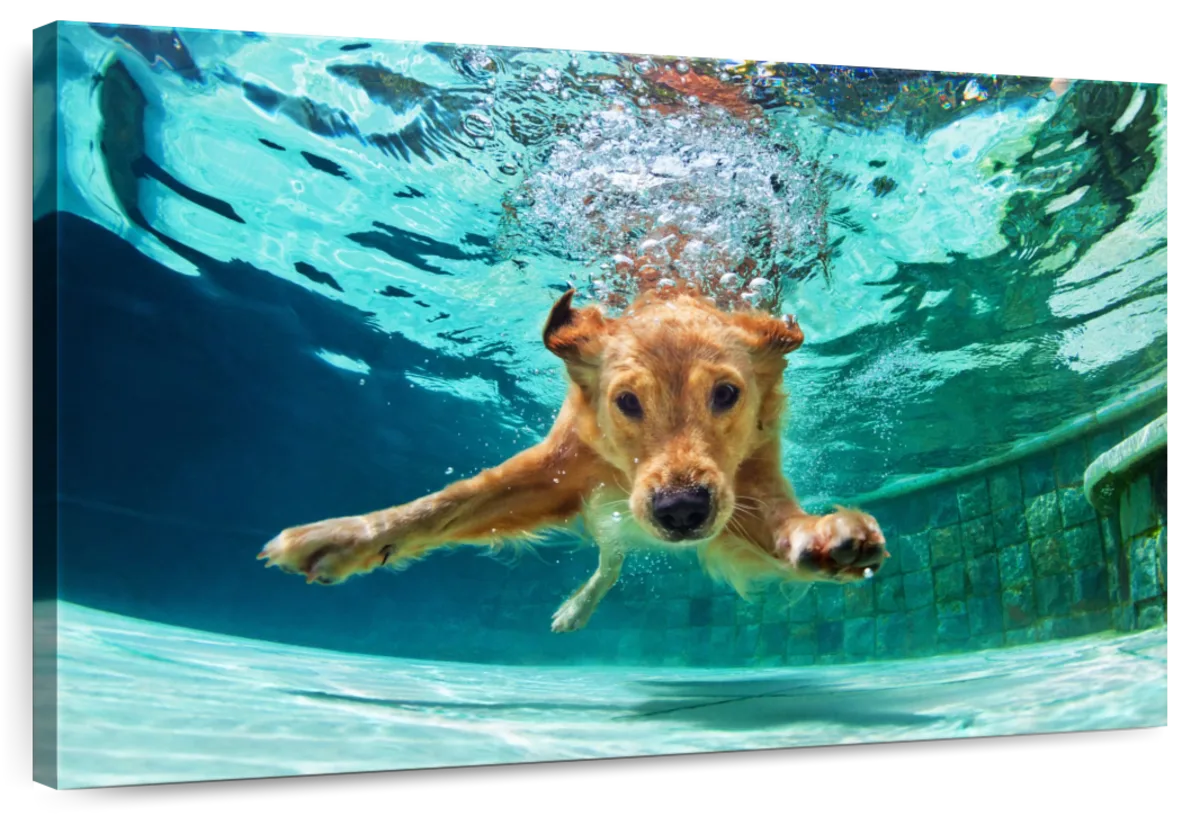 Diving Golden Retriever Wall Art