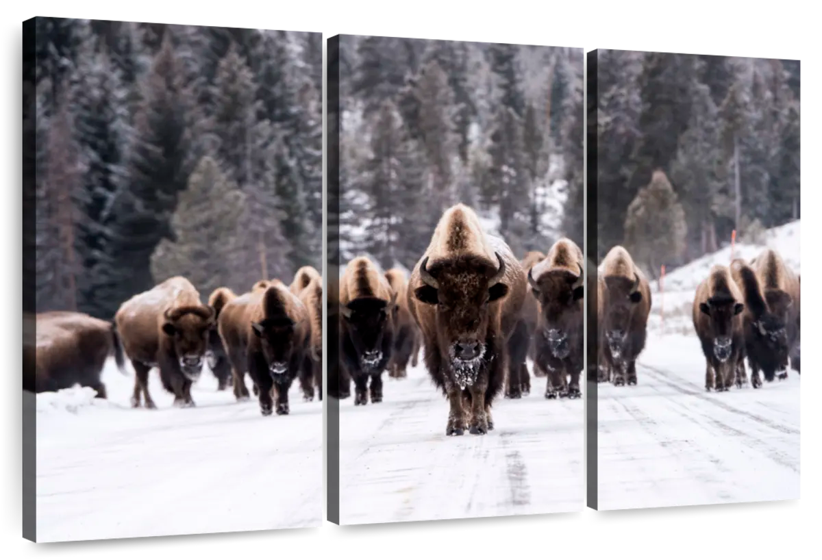 Bison Herd In Winter Wall Art