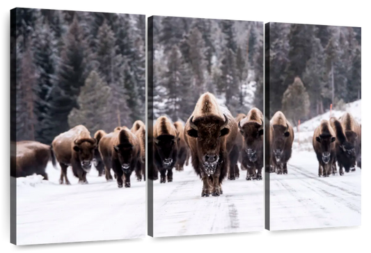 Bison Herd In Winter Wall Art