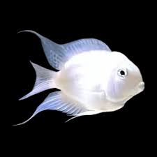 Platinum Polar Parrotfish