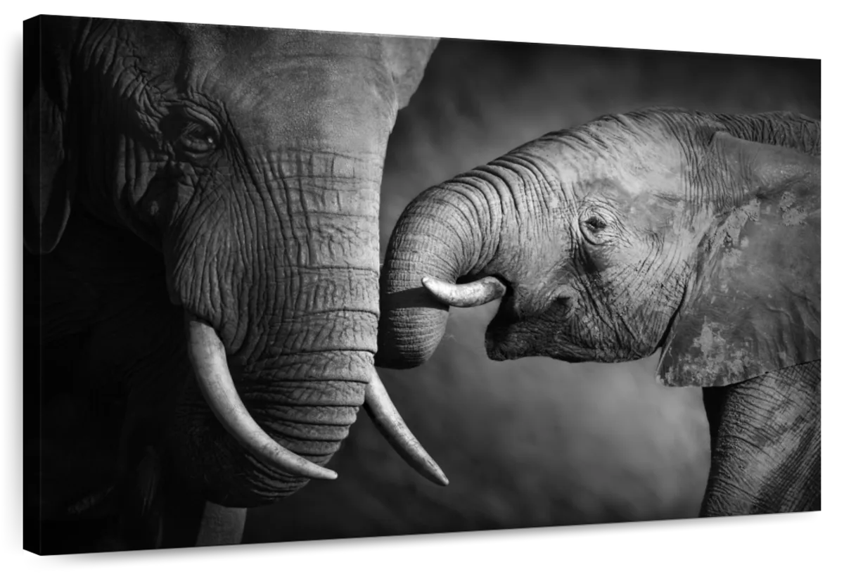 Elephant Affection Wall Art