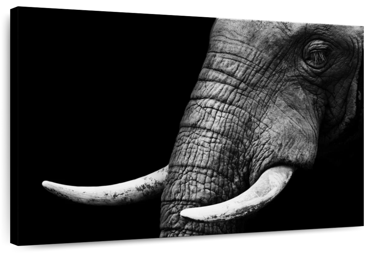 Elephant Close Up Wall Art