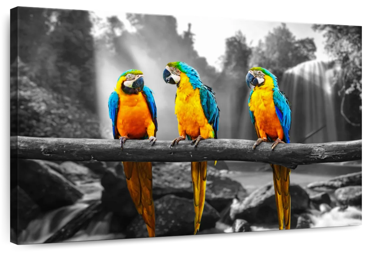Macaw Friends Pop Wall Art