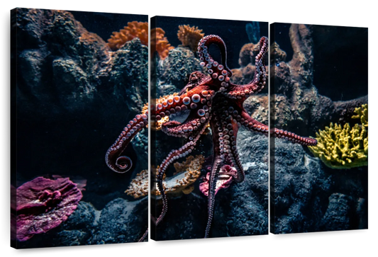 Octopus Habitat Wall Art