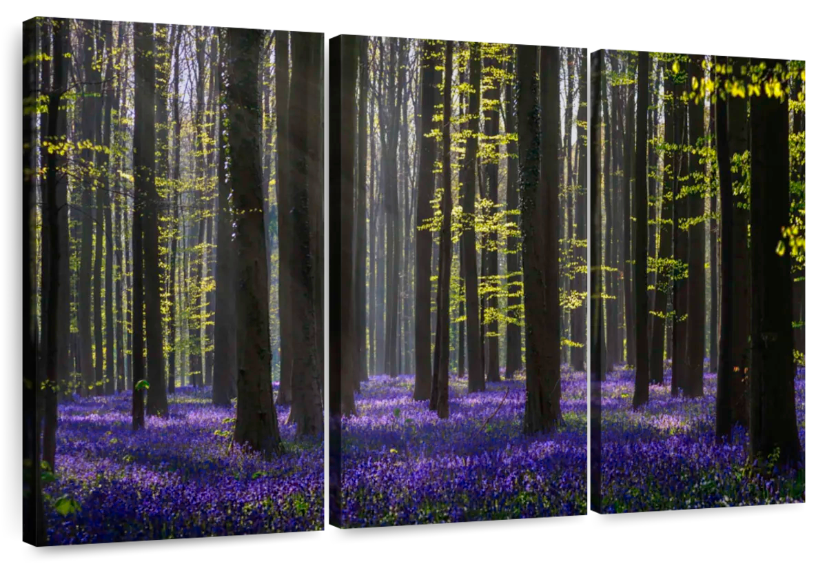 Lavender In The Forest Wall Art