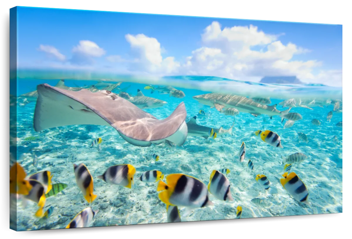 Bora Bora Sea Life Wall Art