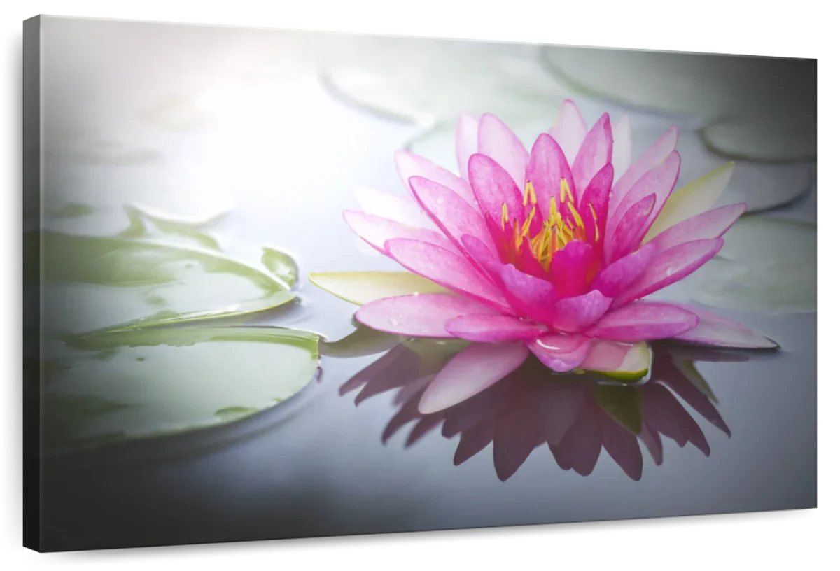 Beaming Pink Lotus Wall Art