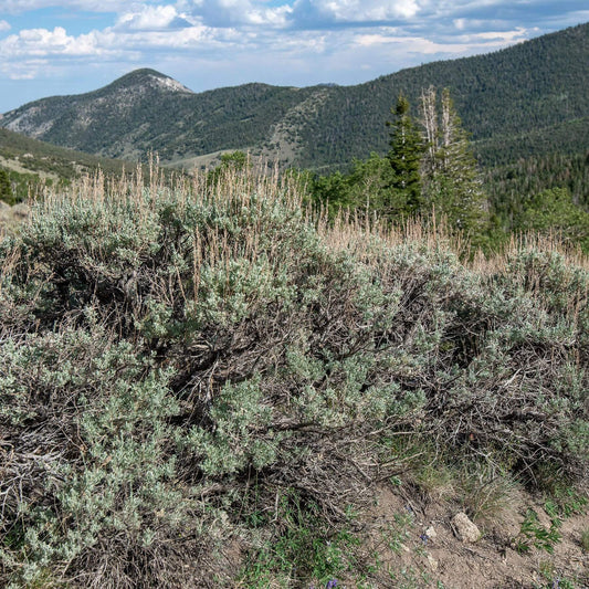 Wyoming Sagebrush + Pine Woven Bracelet