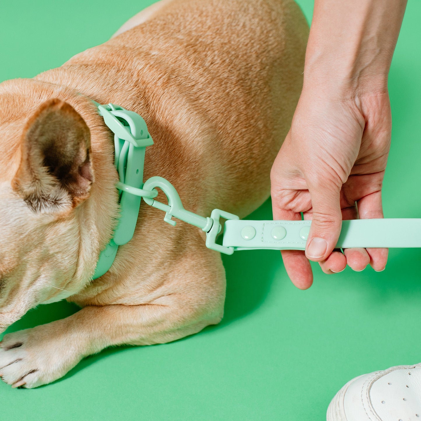 Frenchie Waterproof Leash - Mint Green