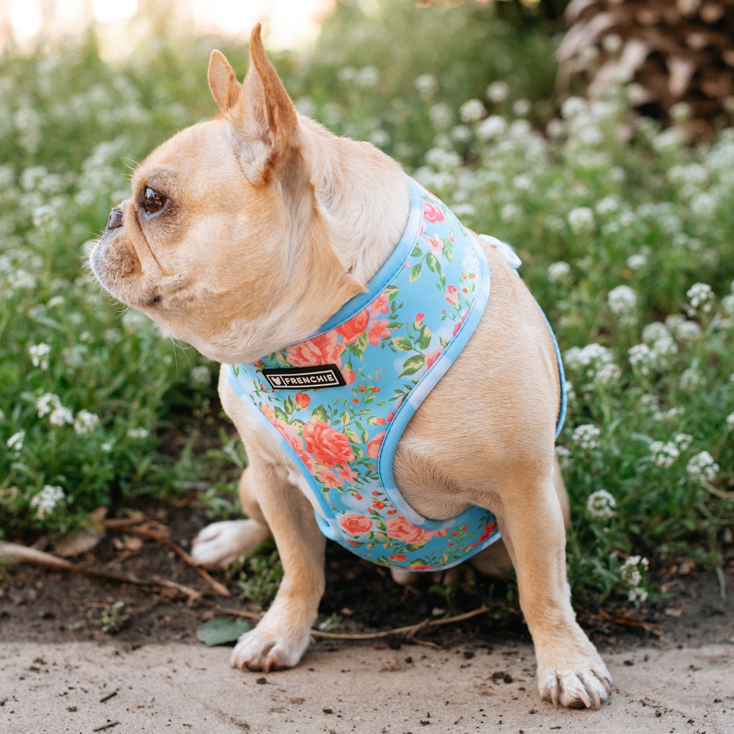 Frenchie Duo Reversible Harness - Secret Garden