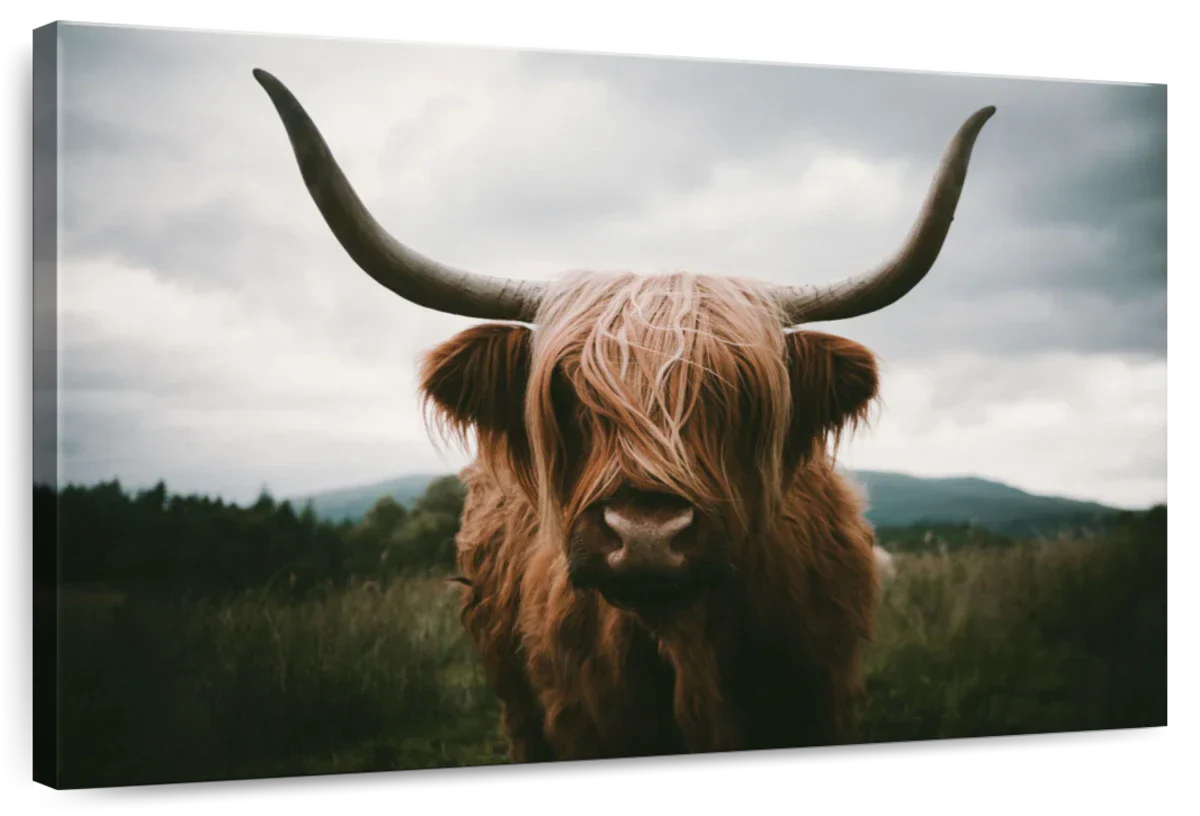Open Field Highland Cow Wall Art