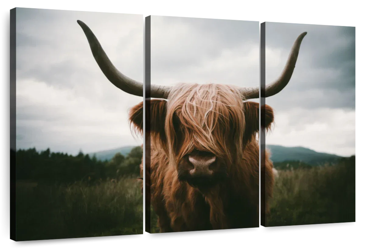 Open Field Highland Cow Wall Art