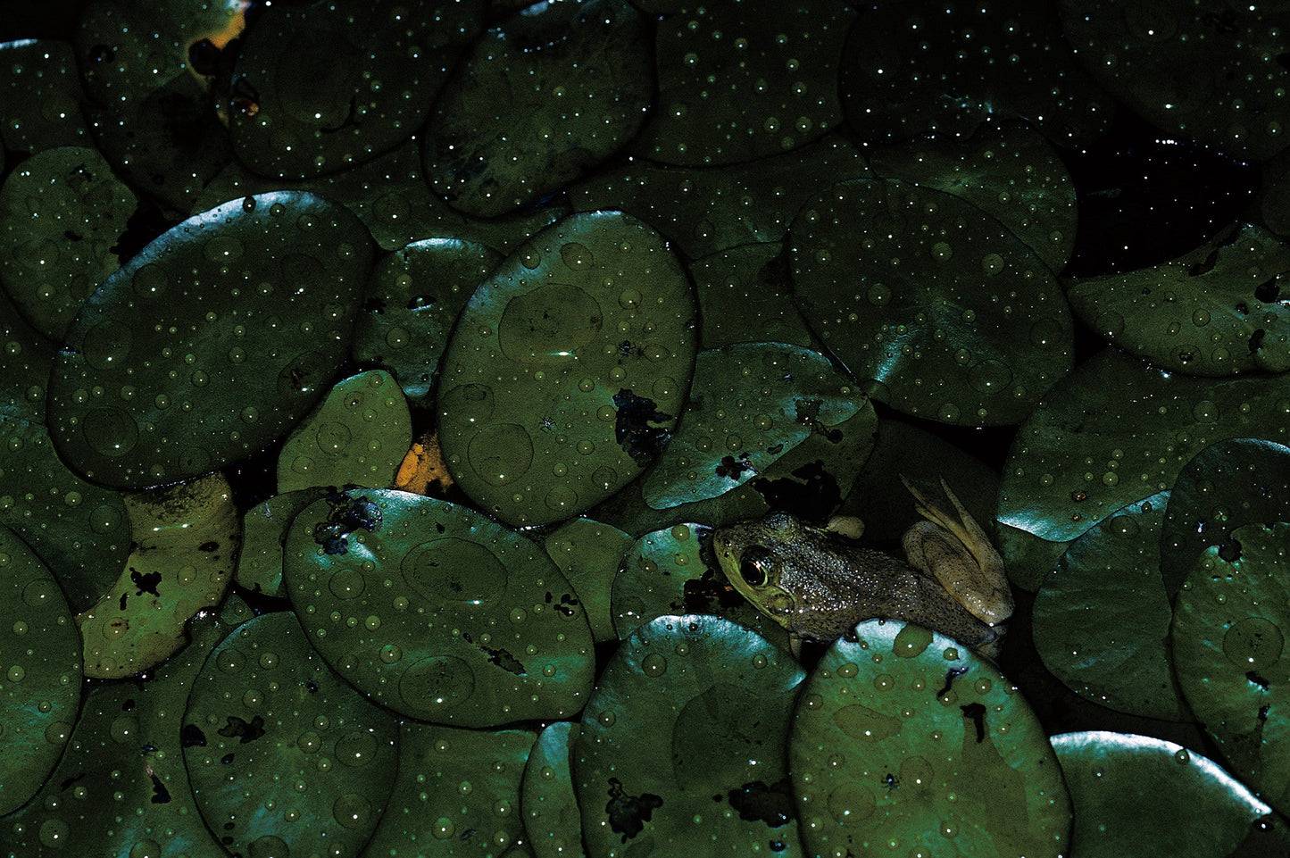 Connecting with Nature: Portraits and Essays on Nature and Man