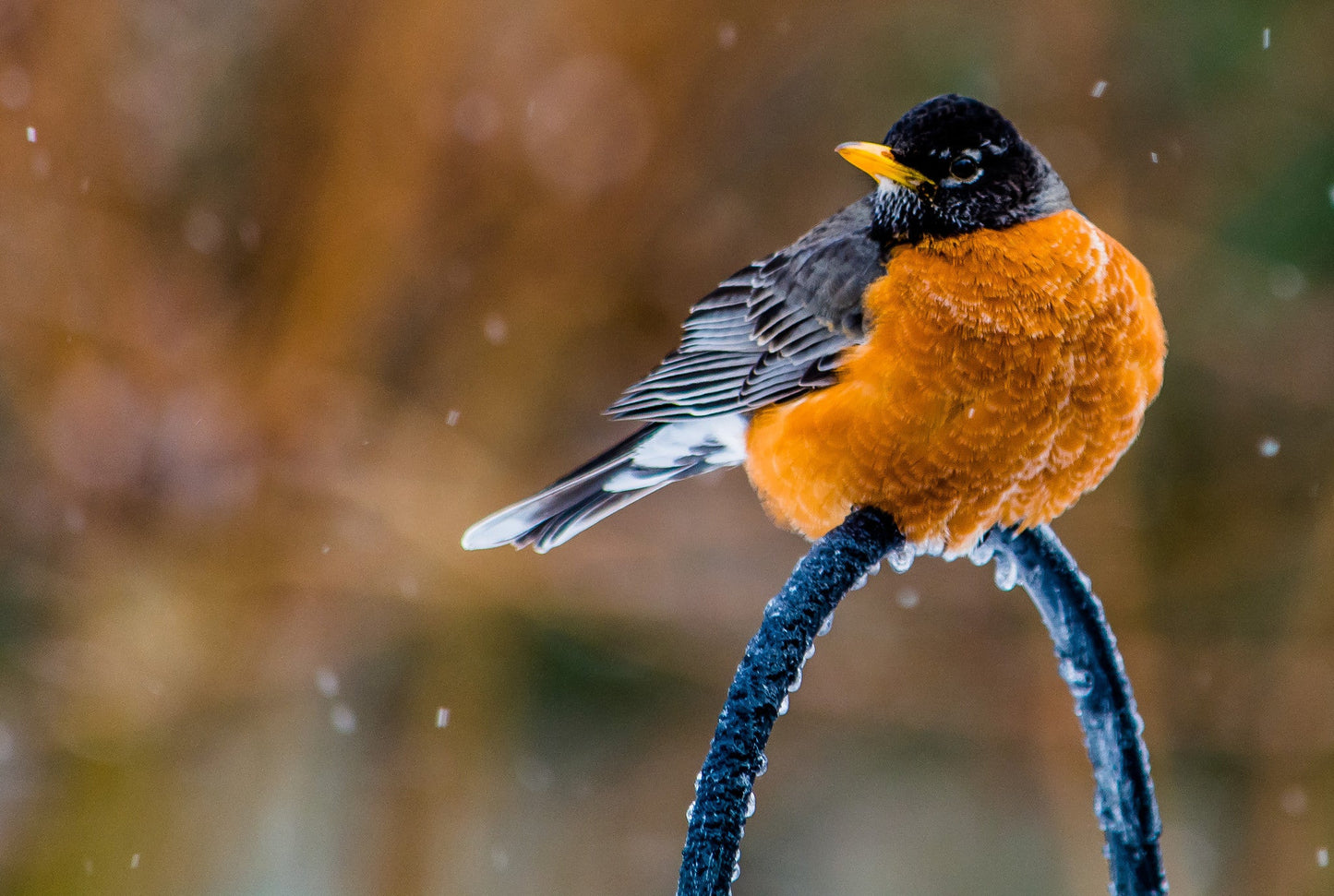 Capture Arkansas IV: The best of Arkansas in Photography