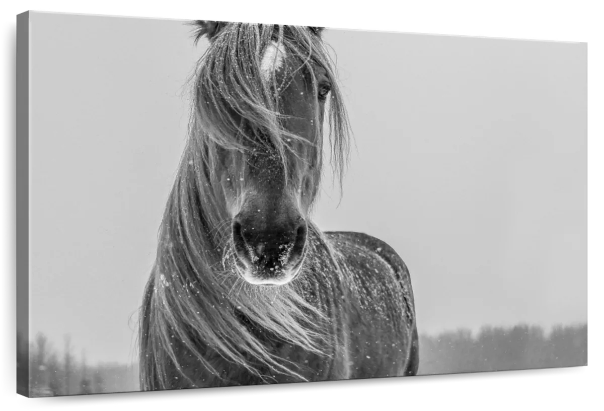 Winter Horse Wall Art