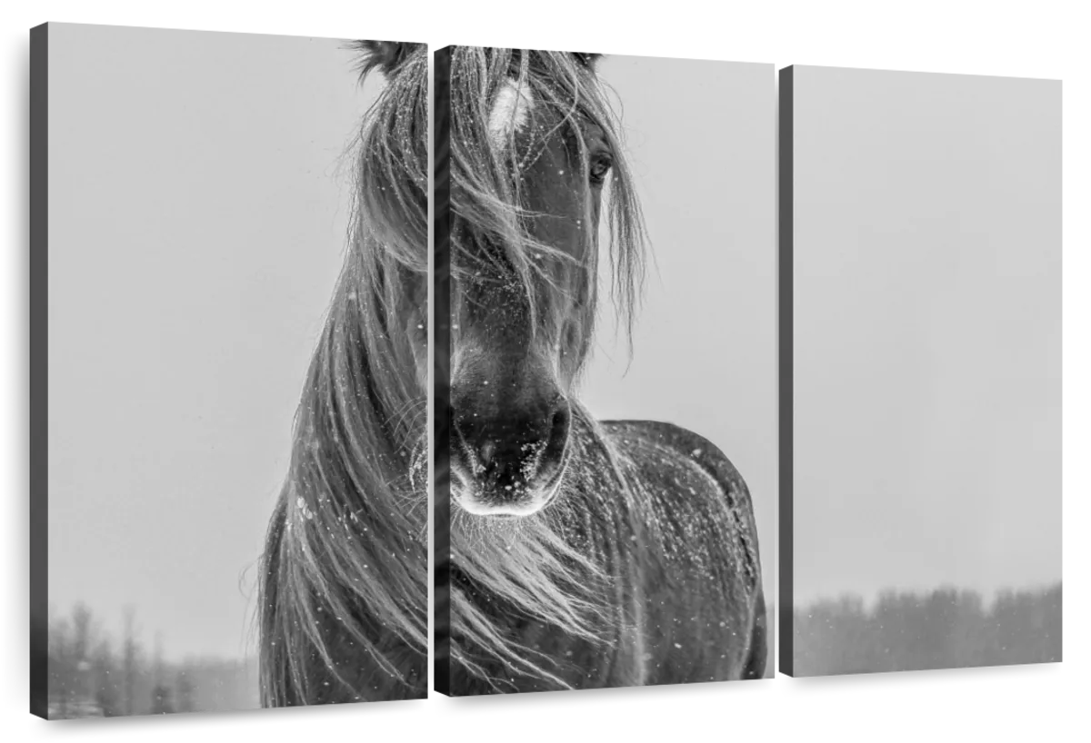 Winter Horse Wall Art