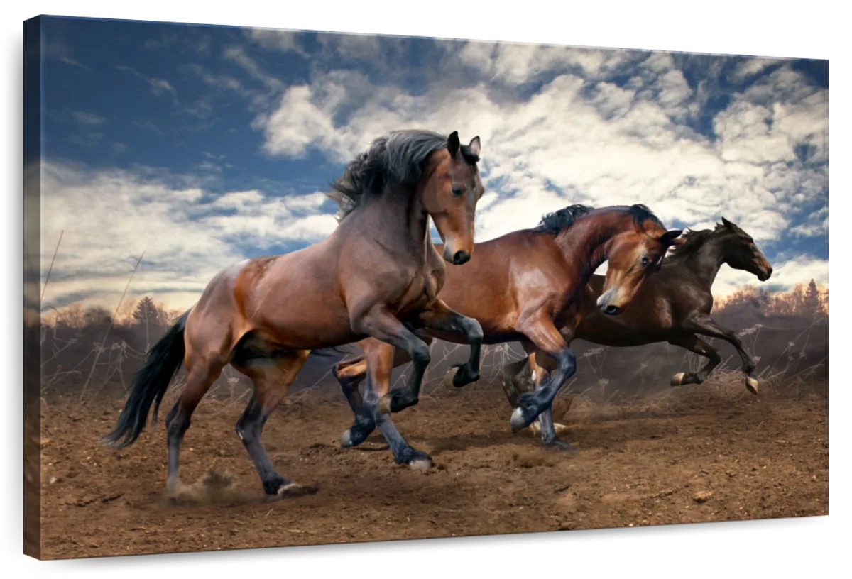 Free Running Horses Wall Art