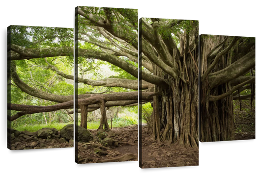 Banyan Tree Wall Art