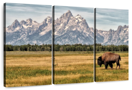 Bull Bison In Grand Teton Wall Art