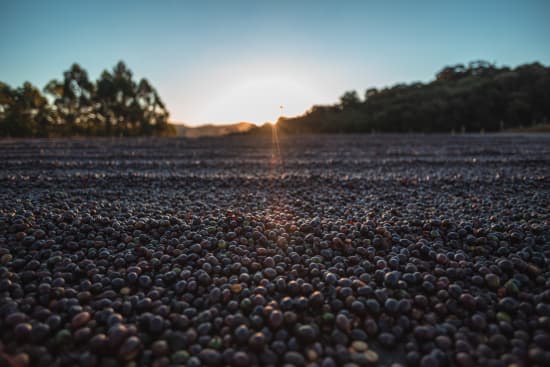 Brazil Serra Negra Natural