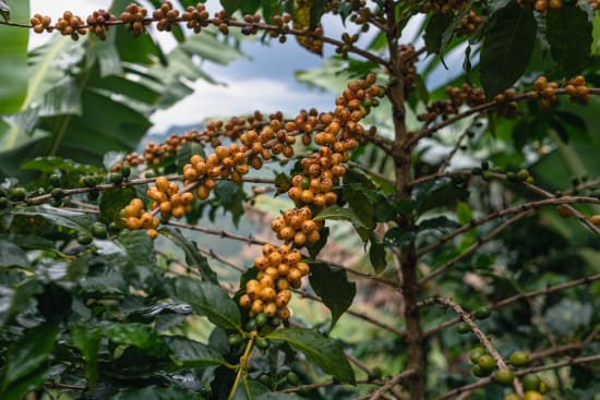 Brazil Serra Negra Natural