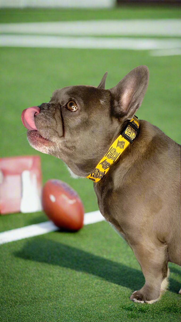 Pittsburgh Steelers Pet Collar – Official NFL Licensed Terrible Towel Dog Collar